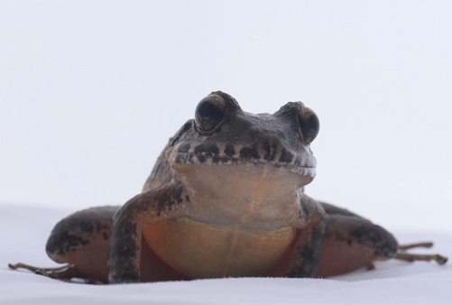 La rana de vientre rojo (Craugastor escoces) es una de las epecies de anfibios que se mantuvieron desaparecidas durante varias dÃ©cadas. Este ejemplar encontrado es una hembra, adulta y mide un poco mÃ¡s de 6 centÃ­metros (imagen cortesÃ­a de Gilbert Alvarado).