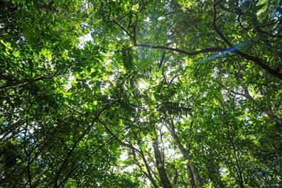 Costa Rica recibirá $60 millones del Banco Mundial por sus esfuerzos  forestales ante la crisis climática - Presidencia de la República de Costa  Rica