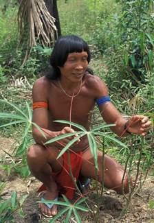 Guardianes del bosque: pueblos indígenas actúan para conservar cerca de la  mitad de Surinam - La Región